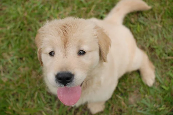 Primer Plano Lindo Cachorro Golden Retriever Sentado Suelo Hierba Con —  Fotos de Stock