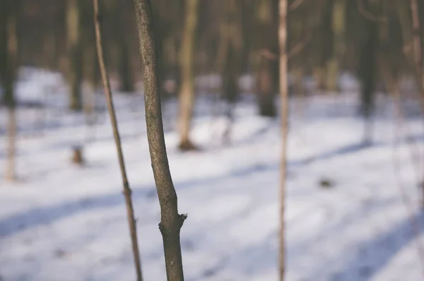 Tiro Foco Seletivo Tronco Uma Árvore Jovem Floresta Durante Inverno — Fotografia de Stock