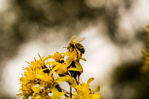 Eine Selektive Fokusaufnahme Einer Biene Auf Einer Gelben Blume Mit — Stockfoto