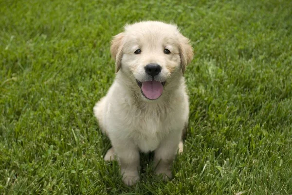 Shallow Focus Shot Cute Golden Retriever Puppy Sitting Grass Ground — Stock Photo, Image