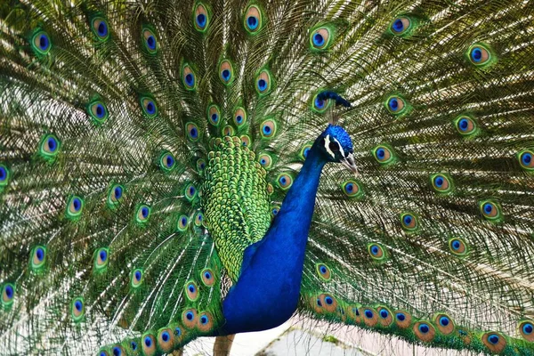 Close Belo Pavão Azul Com Uma Linda Cauda Aberta — Fotografia de Stock