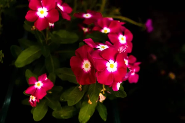 분홍색 클로즈업 — 스톡 사진
