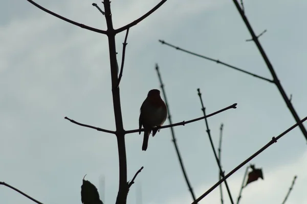 Plan Rapproché Angle Bas Oiseau Assis Sur Des Branches Arbres — Photo