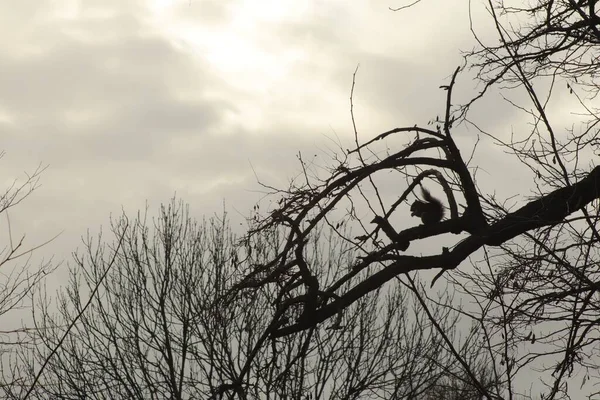 Eine Nahaufnahme Kahler Bäume Unter Bewölktem Himmel Und Sonnenlicht — Stockfoto