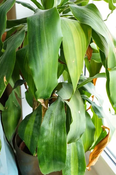 Disparo Vertical Una Planta Verde Interior Colocada Cerca Ventana — Foto de Stock