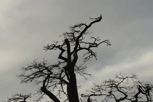Bulutlu Karanlık Bir Gökyüzünün Altında Çıplak Ağaçların Alçak Açılı Yakın — Stok fotoğraf