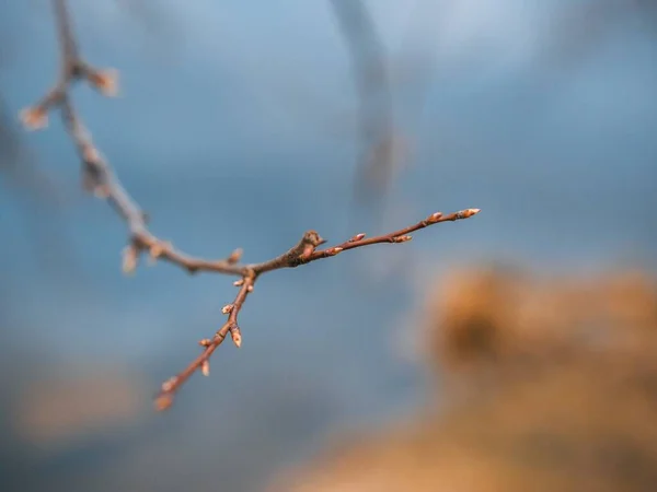 Крупный План Ветки Листьев Дерева Отлично Подходит Заднего Плана — стоковое фото