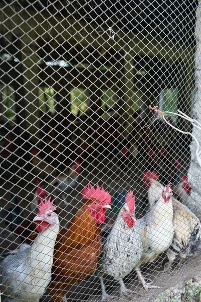 Eine Vertikale Aufnahme Der Hühner Von Der Anderen Seite Eines — Stockfoto