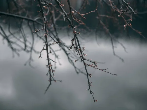 Крупним Планом Знімок Листяних Гілок Дерева Розмитим Тлом — стокове фото