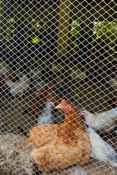 Egy Függőleges Lövés Csirkékről Rácskerítés Másik Oldaláról — Stock Fotó
