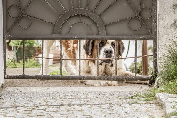 Egy Szomorú Tekintetű Bernard Kutya Kukucskál Kapun Akar Jutni — Stock Fotó