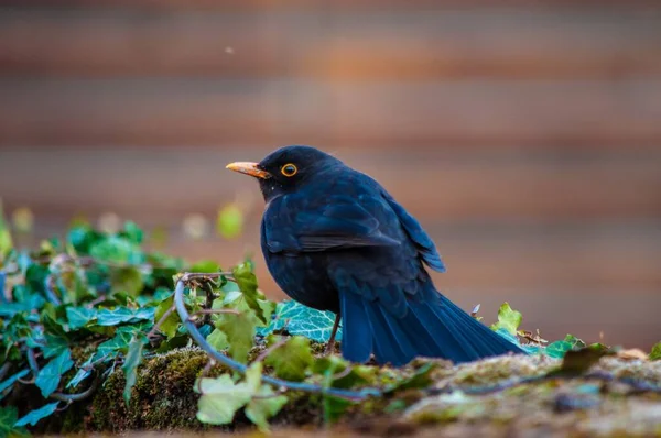 カメラを振り返る黒い鳥の選択的フォーカスショット — ストック写真