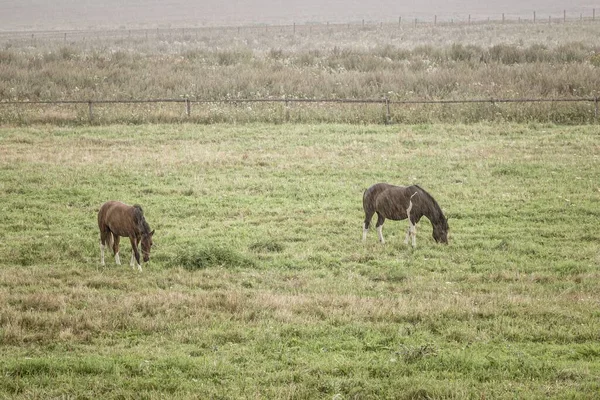 Campo Gramíneas Com Uma Cerca Dois Cavalos Pastando Dia Chuvoso — Fotografia de Stock