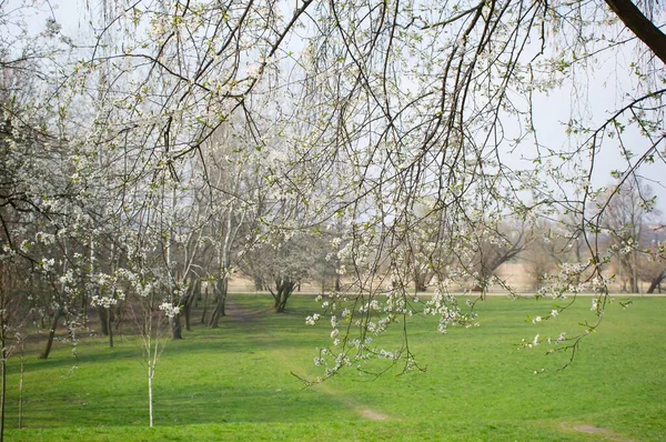 Mehrere Bäume Mit Blumen Auf Einer Grünen Landschaft — Stockfoto