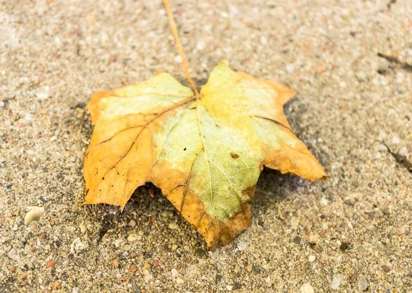 Een Overhead Shot Van Een Dor Vel Grond — Stockfoto