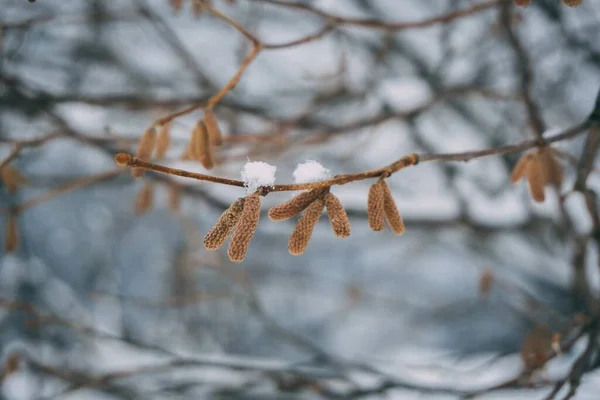 Primer Plano Una Rama Árbol Seco Cubierta Nieve Sobre Fondo — Foto de Stock