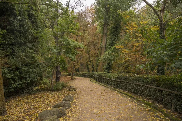 Parkpad Herfst Omgevallen Bladeren Grond Groenblijvende Loofbomen — Stockfoto