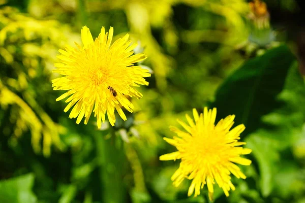 黄色の花が２つ並んでいるのが見えます — ストック写真