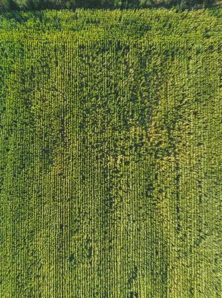在西班牙的阳光下 一片绿树成荫的田野的高角图 — 图库照片