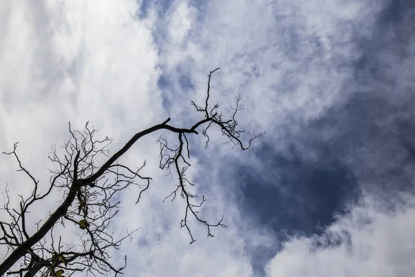 Lövlös Trädgren Bakgrundsbelysning Och Blå Himmel Med Vita Moln — Stockfoto