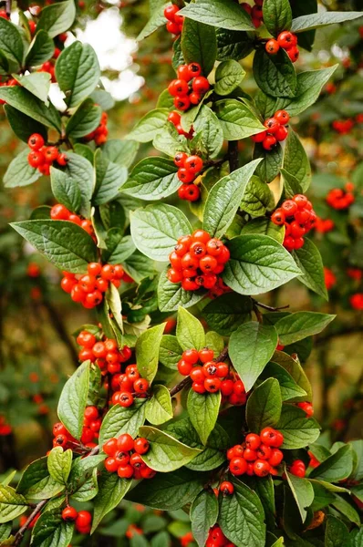 Ein Vertikaler Schuss Roter Beeren Auf Einem Sorbus Zweig — Stockfoto