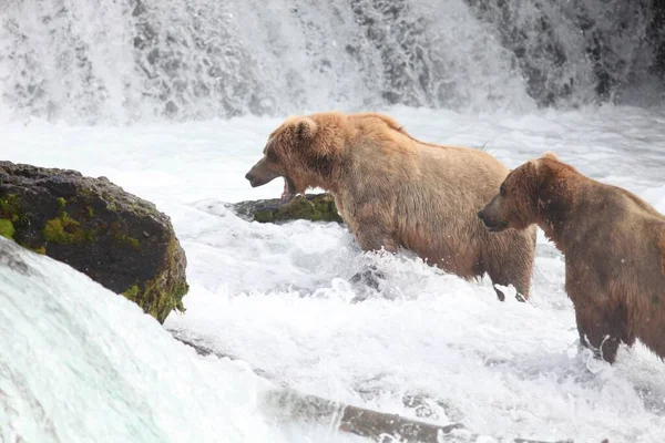 Urso Marrom Pegando Peixe Rio Alasca — Fotografia de Stock