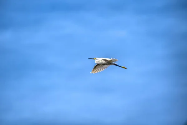 Plan Angle Bas Oiseau Eau Volant Dans Ciel Avec Ciel — Photo