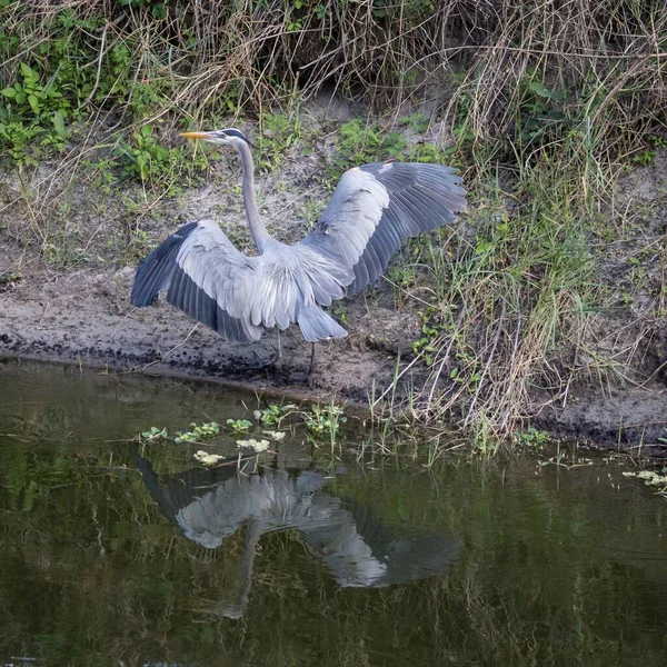 Uma Grande Garça Azul Perto Lago Cercado Por Vegetação Sob — Fotografia de Stock