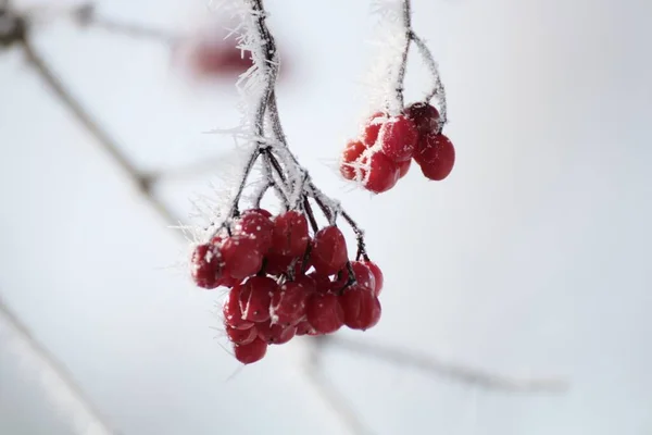 Télen Több Vörös Bogyó Lóg Egy Ágairól — Stock Fotó