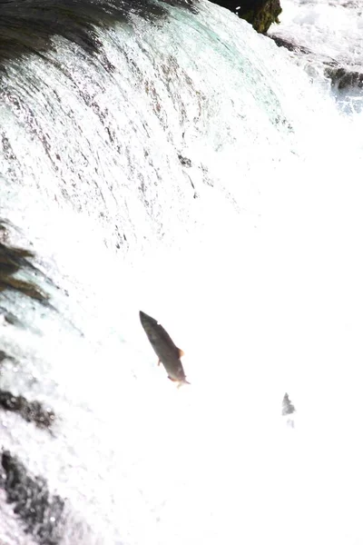 Een Vis Sprong Een Waterval Alaska — Stockfoto