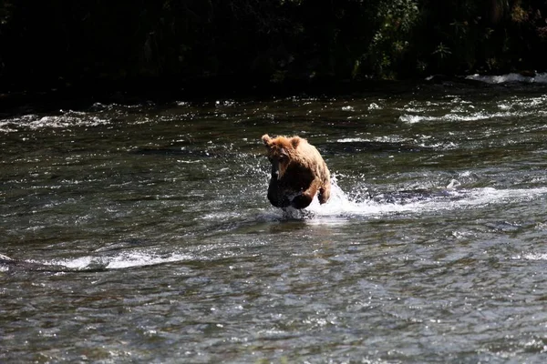 Een Bruine Beer Die Een Vis Vangt Rivier Alaska — Stockfoto