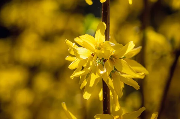 Belo Tiro Flores Silvestres Amarelas Perfeito Para Fundo — Fotografia de Stock