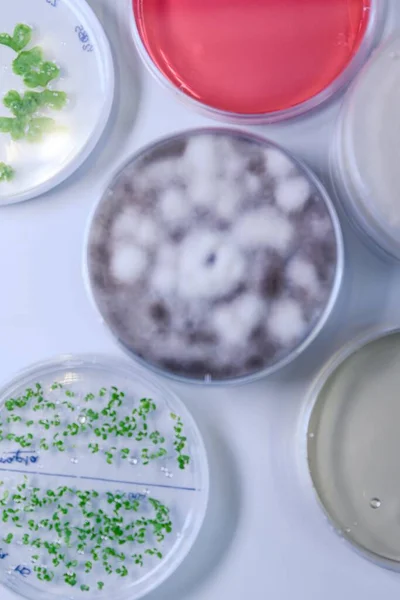 Függőleges Nagylátószögű Közelkép Petri Csészékről Különböző Anyagokkal Koronavírus Vizsgálatához — Stock Fotó