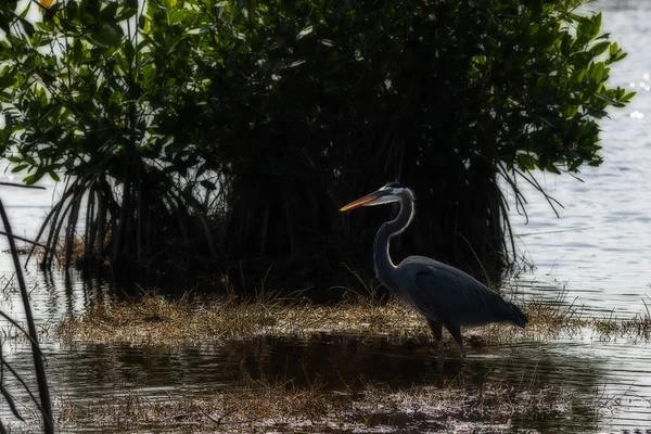 Schöne Aufnahme Eines Silberreihers Der Tagsüber Auf Dem See Steht — Stockfoto