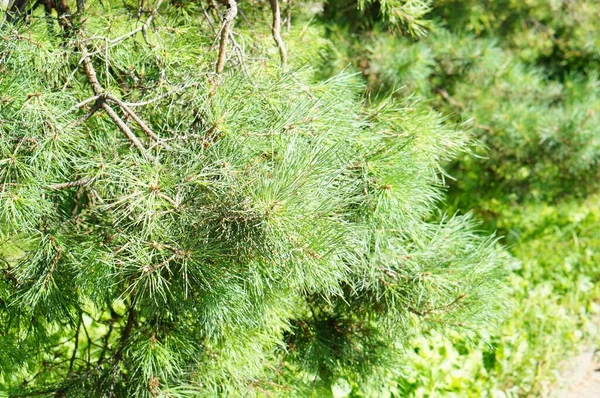 Närbild Gröna Tallbarr Ett Träd — Stockfoto