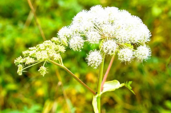 Bahçedeki Beyaz Bir Angelica Çiçeğinin Güzel Bir Fotoğrafı — Stok fotoğraf