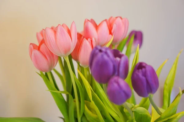 Eine Weiche Fokusaufnahme Von Einem Haufen Rosa Tulpen Mit Lila — Stockfoto