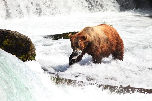 Urso Marrom Pegando Peixe Rio Alasca — Fotografia de Stock