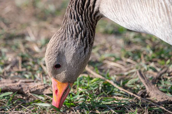 Closeup Shot Mallard Duck Its Beak Soil — Stock Photo, Image