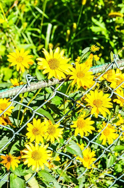 Tiro Vertical Foco Raso Flores Amarelas Através Cerca Com Fundo — Fotografia de Stock