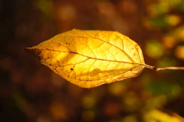 Selective Focus Shot Yellow Leaf Perfect Background — Stock Photo, Image
