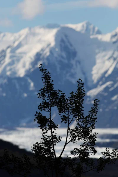 Вертикальний Знімок Дерева Прекрасним Видом Засніжених Гір Задньому Плані Аляски — стокове фото