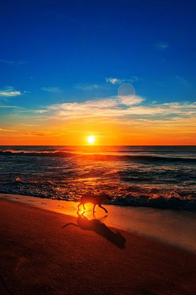 Вертикальный Снимок Собаки Гуляющей Северному Входу Пляж — стоковое фото