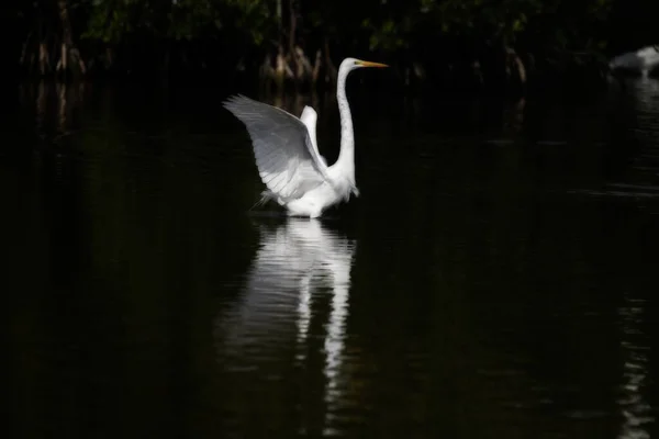 Прекрасный Снимок Белой Цапли Расправляющей Крылья Озеру — стоковое фото