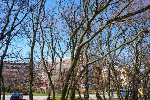 背後に建物のある裸の木の枝の美しいショット — ストック写真