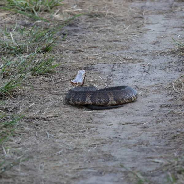 Cottonmouth Open Mouth Ground Sunlight Florida — Stock Photo, Image