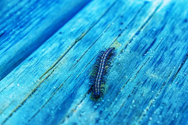 Primer Plano Ciempiés Sobre Una Superficie Madera — Foto de Stock