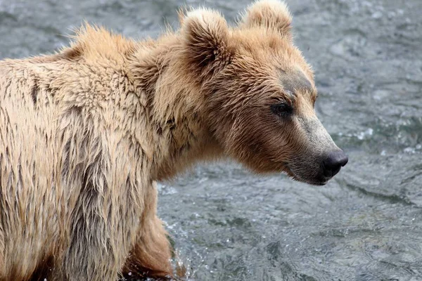 Medvěd Hnědý Chytá Rybu Řece Aljašce — Stock fotografie