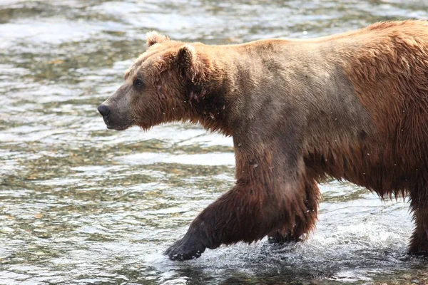 Egy Barna Medve Halat Fog Folyóban Alaszkában — Stock Fotó