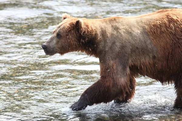 Ours Brun Attrape Poisson Dans Rivière Alaska — Photo